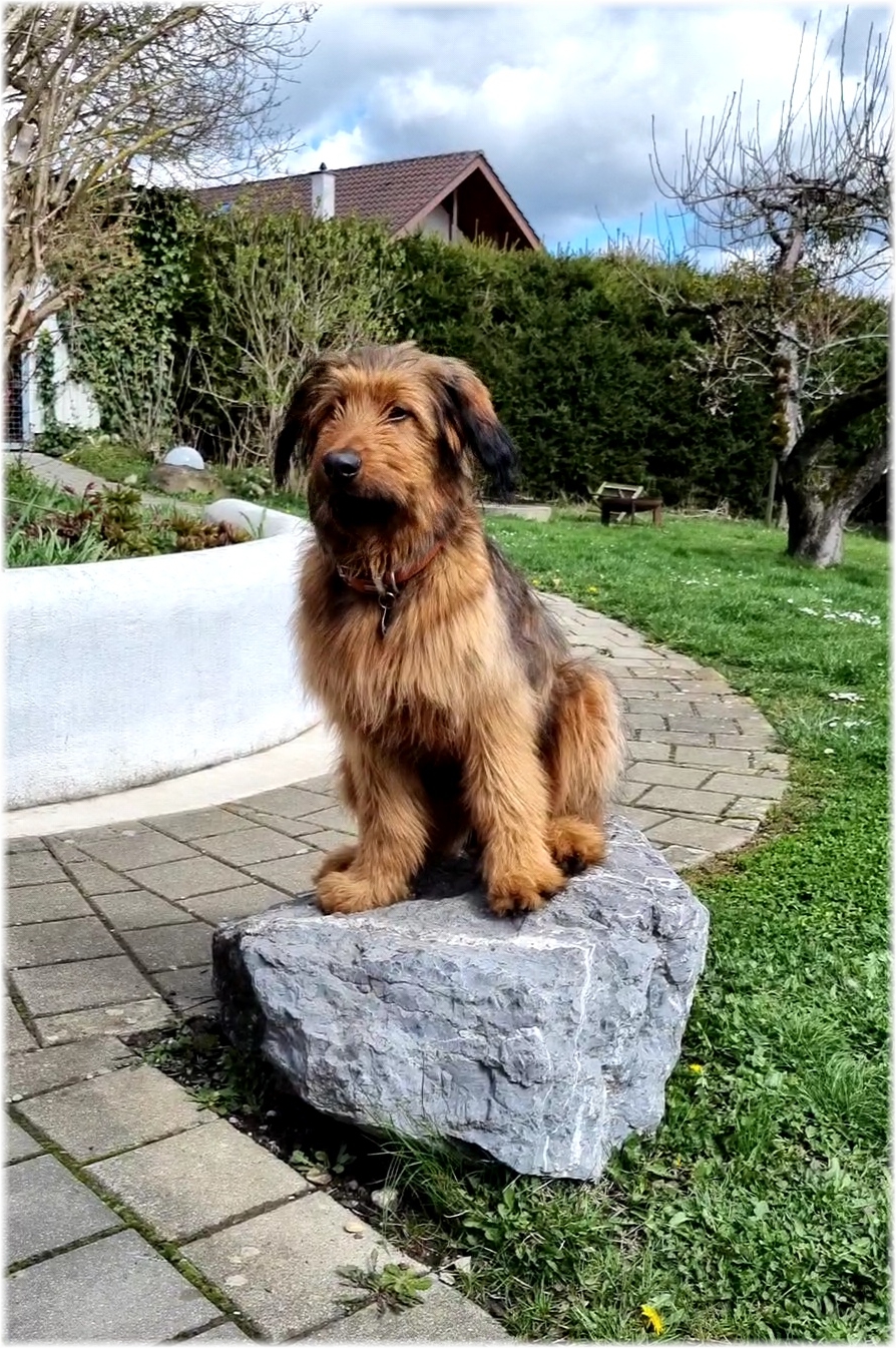 Wäller von der Straubenhalde